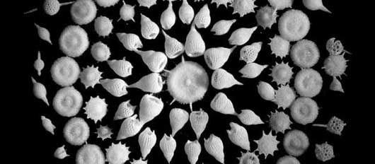 radiolarians.jpg